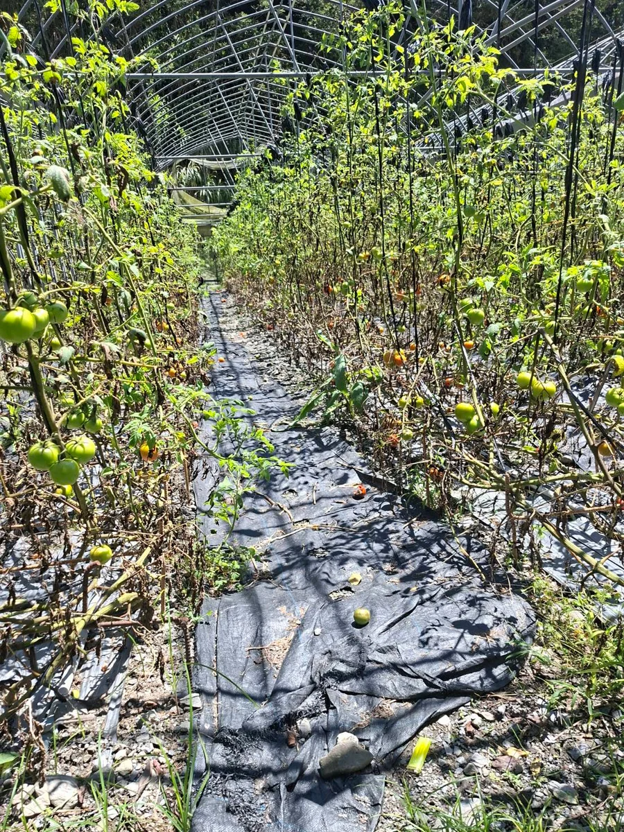 秀林鄉番茄苦瓜四季豆災損救助 9月24日前受理