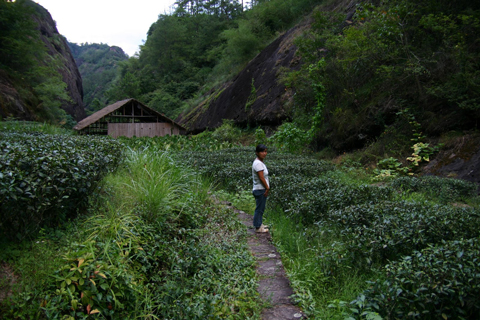武夷山の茶農家
