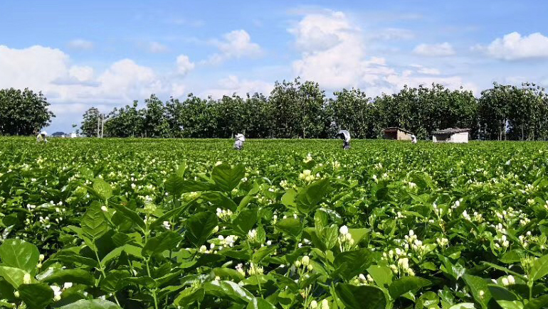 広西横県茉莉花茶・ジャスミン畑