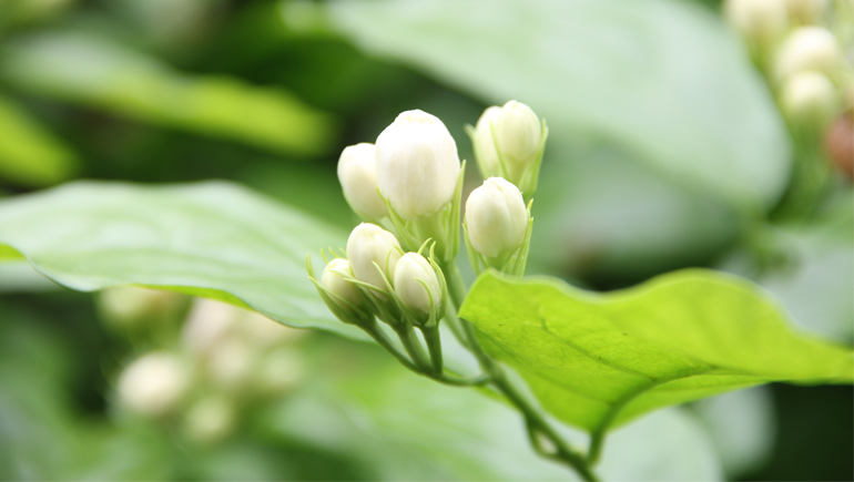 横県茉莉花ジャスミンのつぼみ