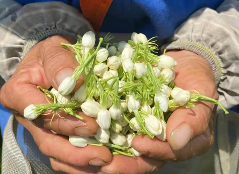 広西横県の花農家の摘む茉莉花茶つぼみ