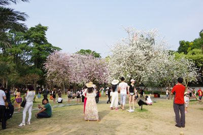 コロンス島のお花