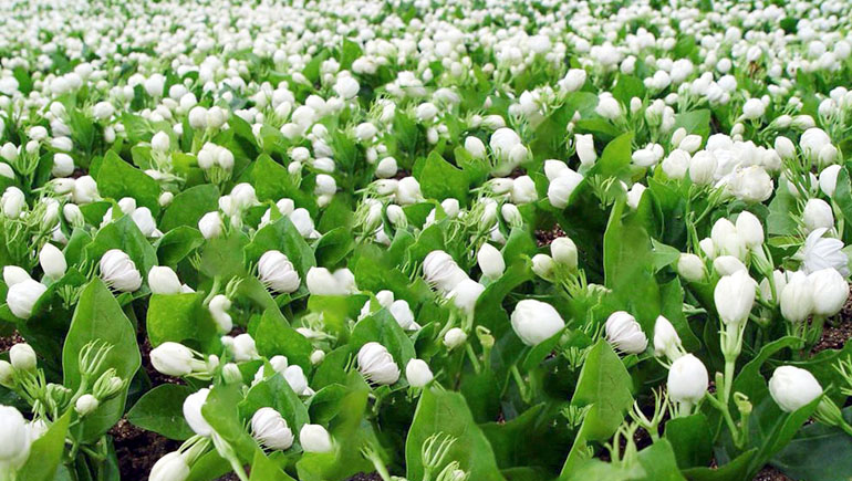 広西横県の茉莉花園