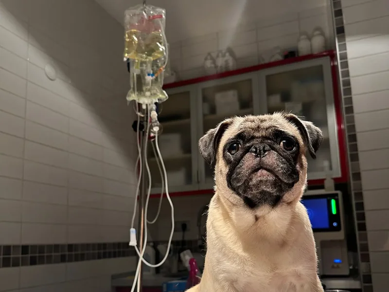 Egetek Veteriner Kliniği galeri fotoğrafı 3