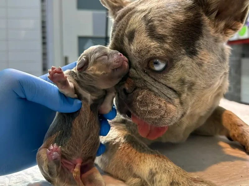 Egetek Veteriner Kliniği galeri fotoğrafı 4