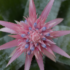 Bromeliad Aechmea