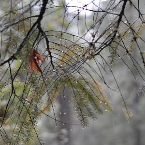 Branches