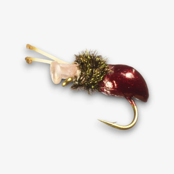 Alberto's Snail