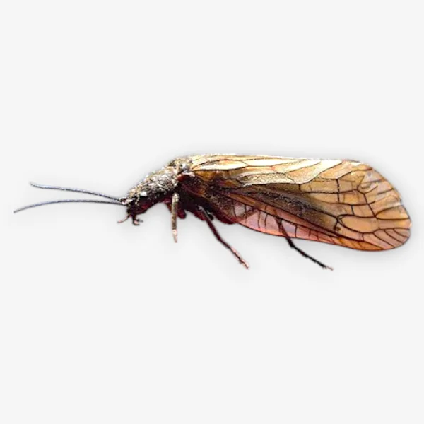 Alderfly image