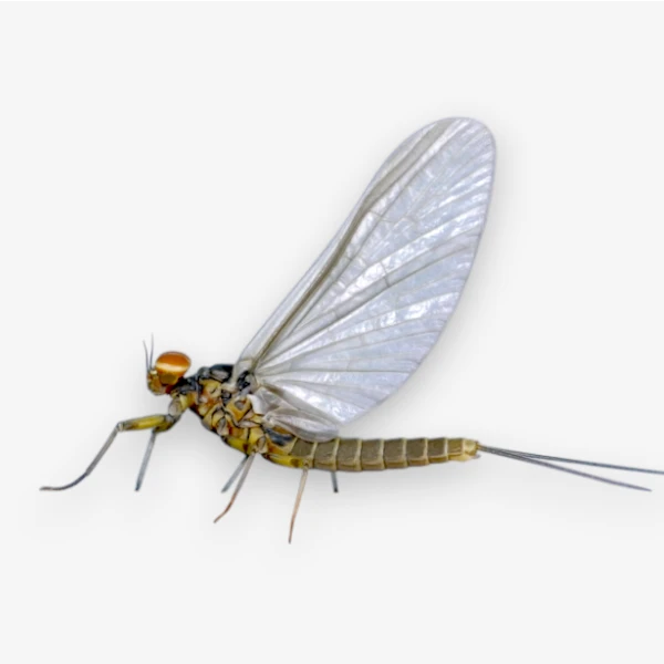 Blue Wing Olive (BWO) image