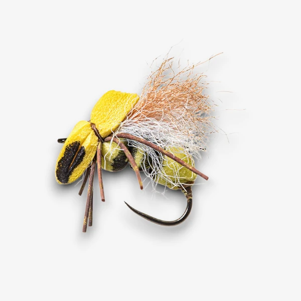 Bee Wasp