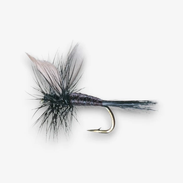 The Black Gnat