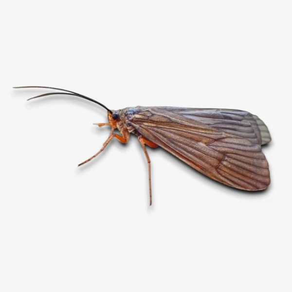 A: Caddis Overview image