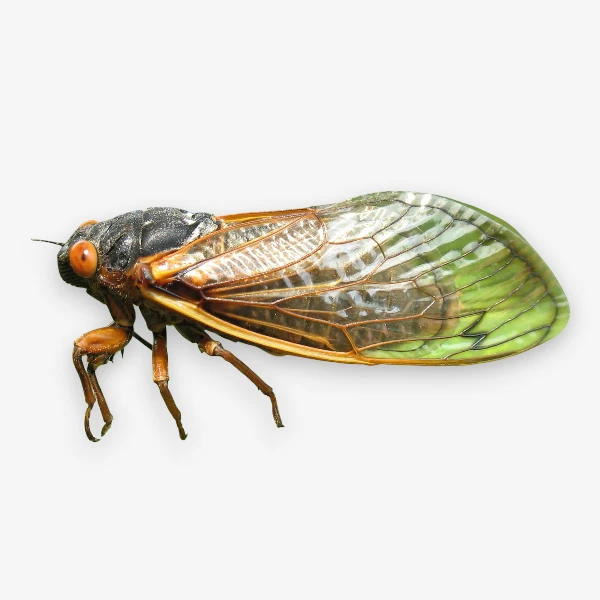 Cicada image