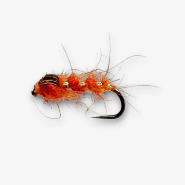 Cove's Orange Snail
