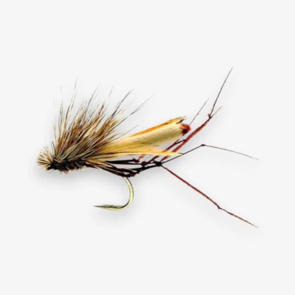 Daddy Hog Cranefly