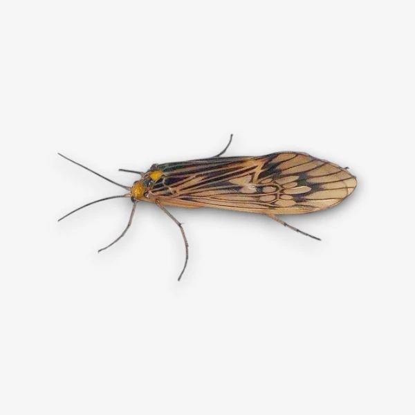 Small Dot Wing Sedge image