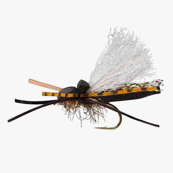 Flat Head Cicada