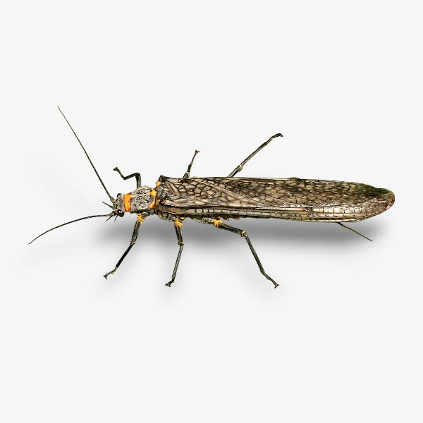 Giant Black Stonefly image