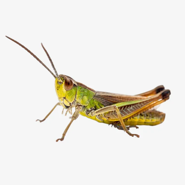 Grasshoppers image