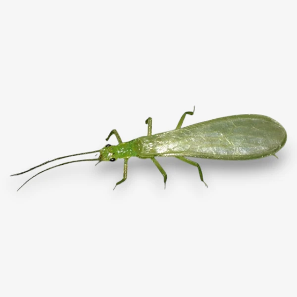 Green Stonefly
Sallflies image