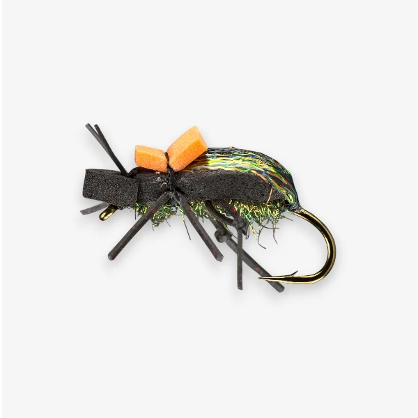 Ground Beetle