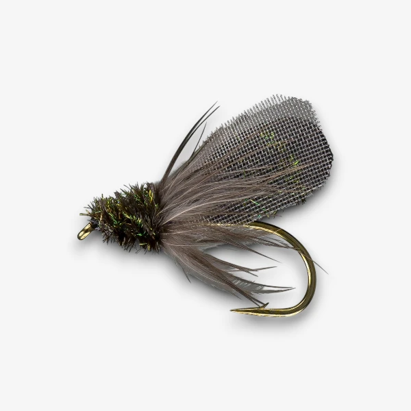 House Fly