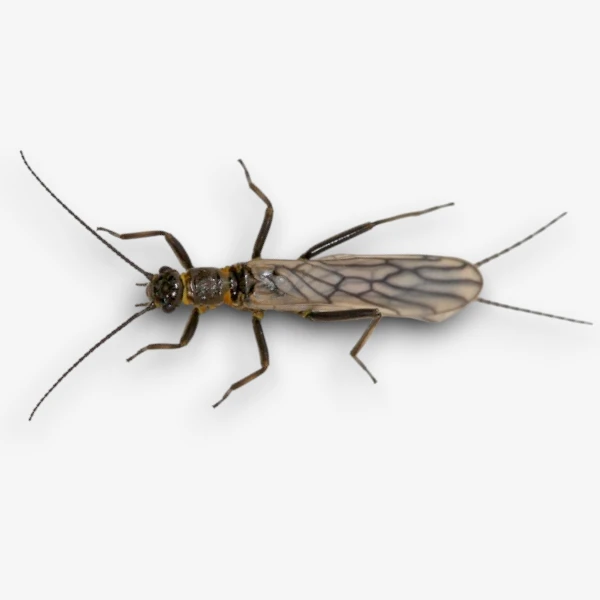 Little Black Stonefly image