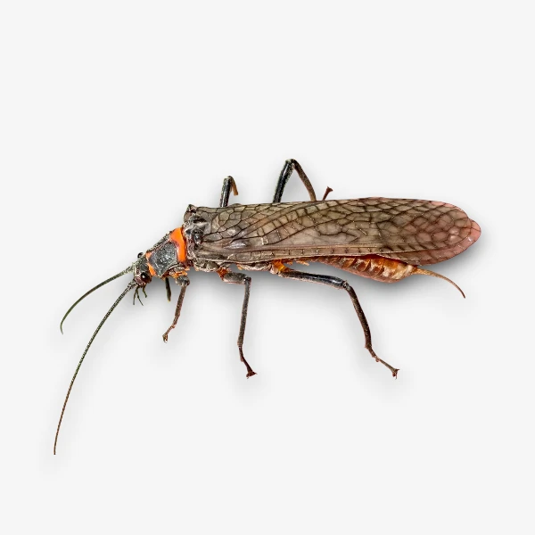 Salmonfly image