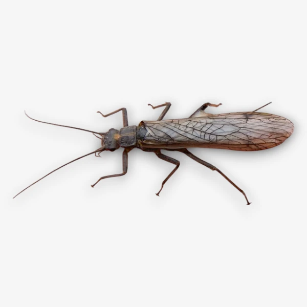 Skwala Stonefly image