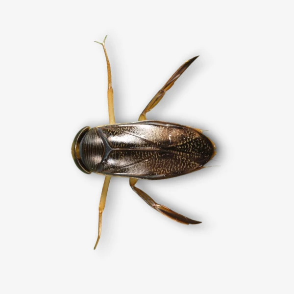 Water Boatman image