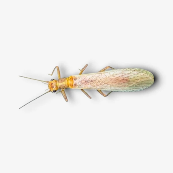 Yellow Sally Stonefly image