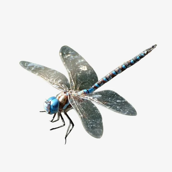 Dragonfly image