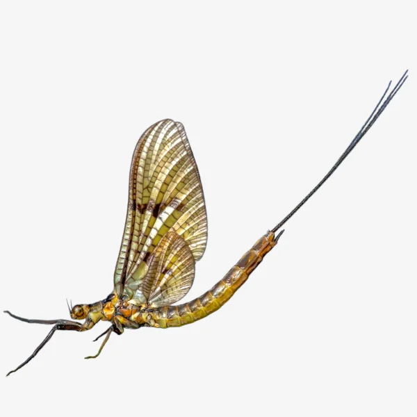 A: Mayfly Overview