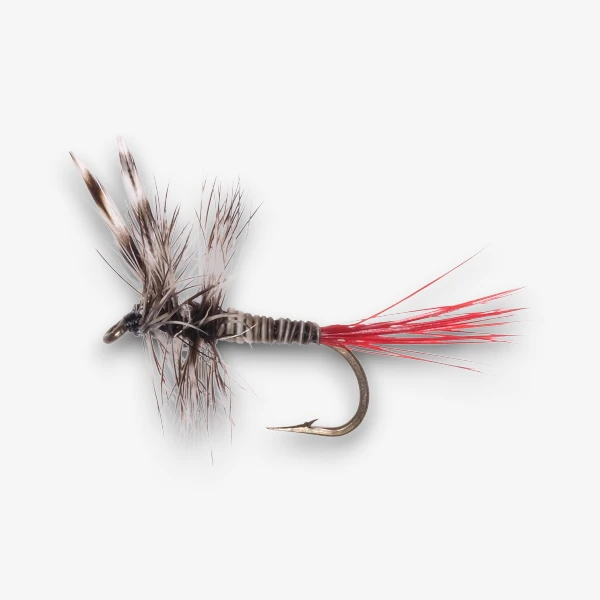 Red Tail Mosquito