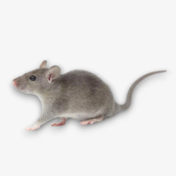 Rodents image