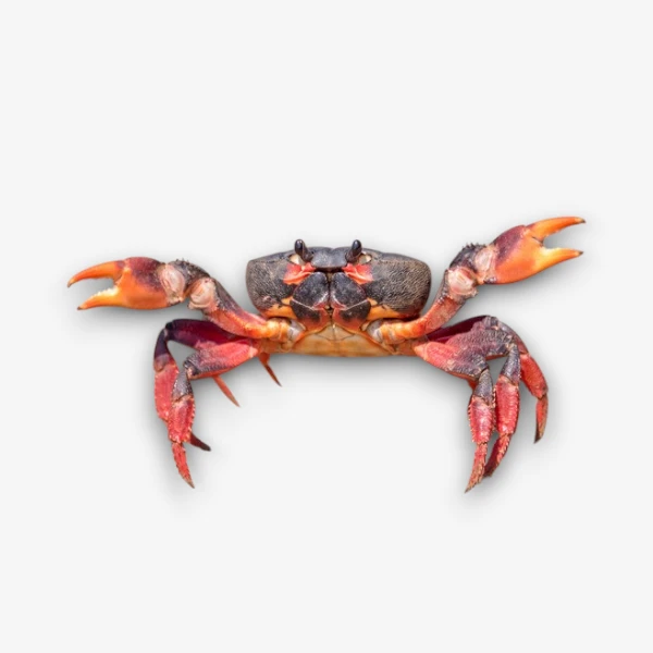 Crustacean image