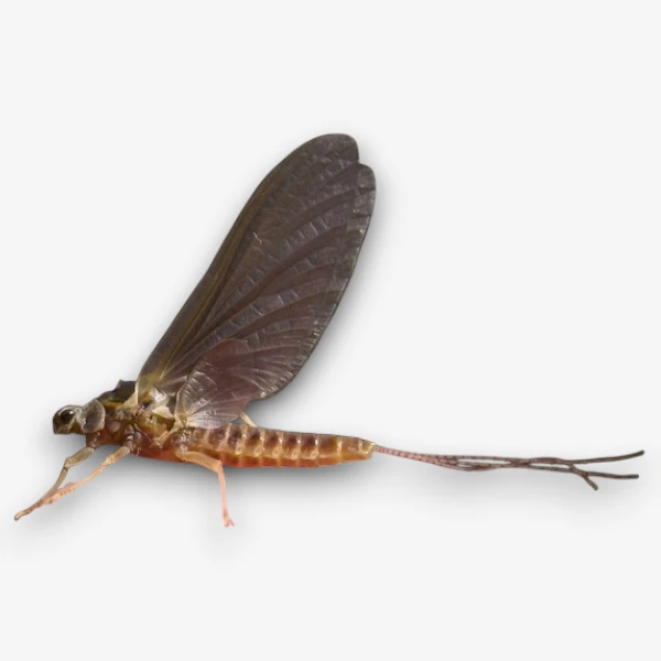 Hendrickson 
Red Quill image