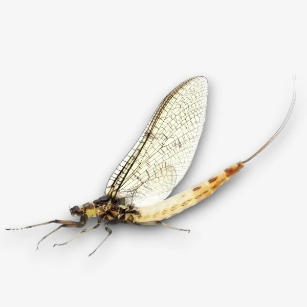 Hexagenia (Hex) image