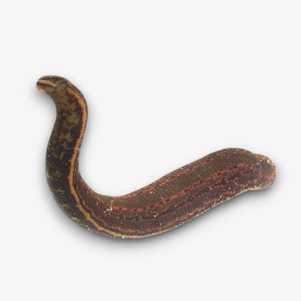 Leeches image