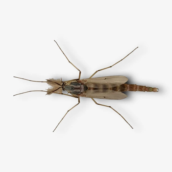 Chironomids (Midges) image
