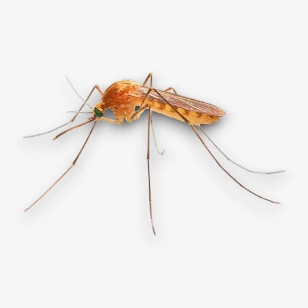 Mosquito image