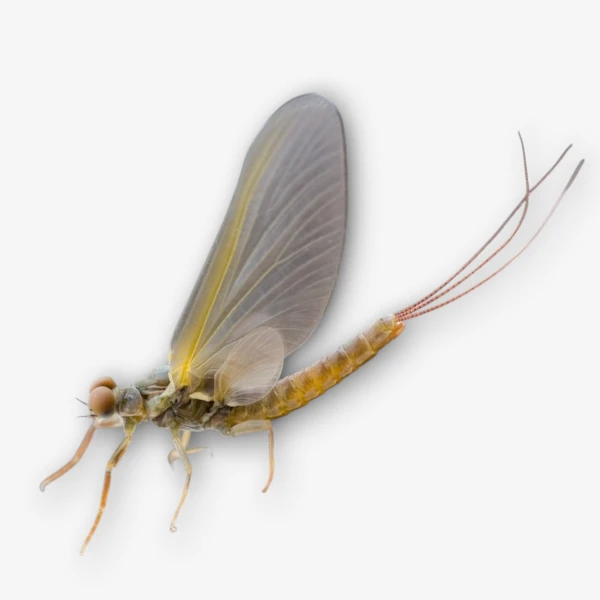 Pale Morning Dun (PMD)
Pale Evening Dun (PED) image