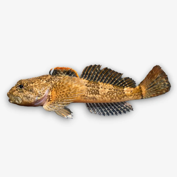 Sculpin image