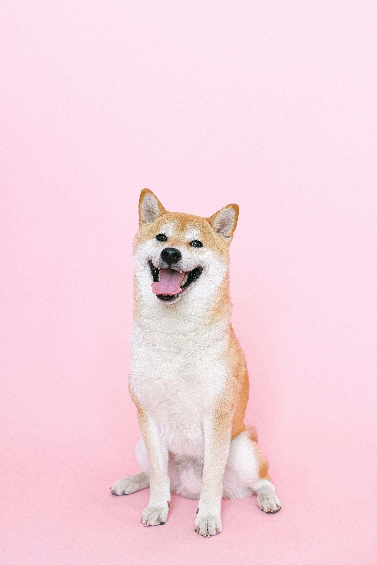Dog Grooming PETfectionist