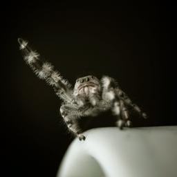 Henri Grimm profile image