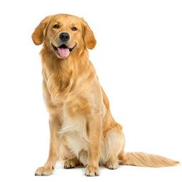 Joe Dwyer profile image