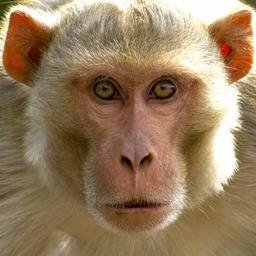 Eetu Kosunen profile image