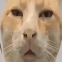 Cameron MacKinnon profile image