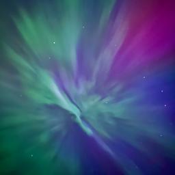 Calliergon  profile image